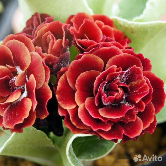 Примула Пегасус