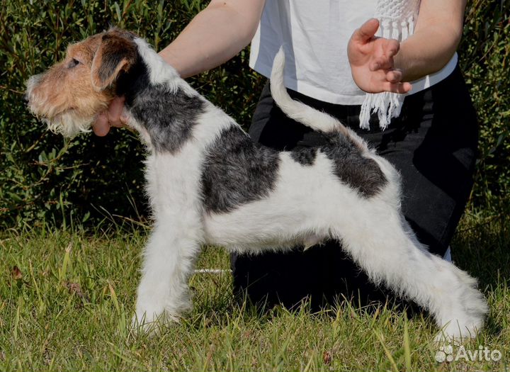 Фокстерьер жесткошерстный щенки