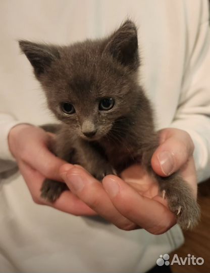 Котята в дар
