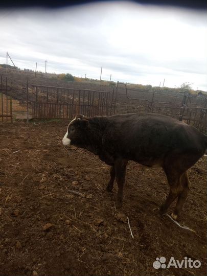 Телята бычки