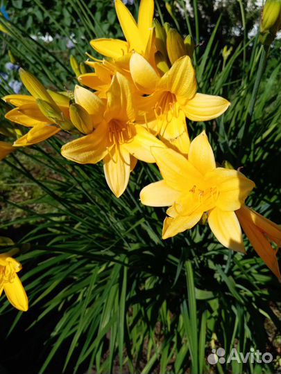 Лилейник ранний