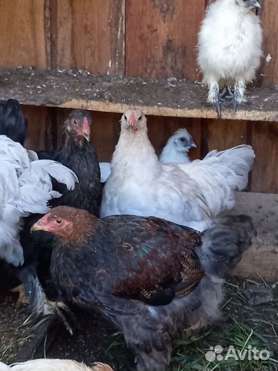 Петух брама