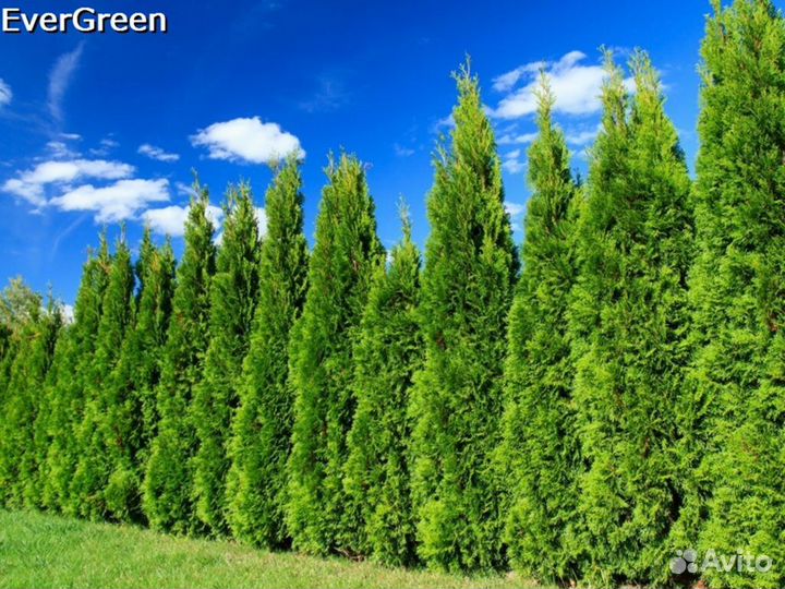 Туи колумна