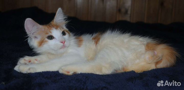 Котик, почти 3 месяца, в добрые руки