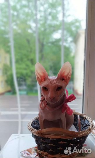 Аренда Донской Сфинкс