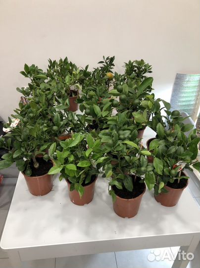 Цитрусовое дерево