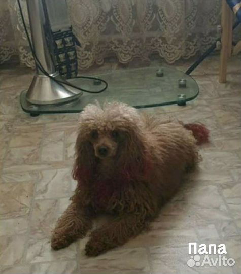 Той-пудель девочка