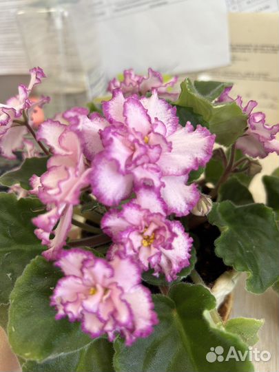 Фиалка сортовая