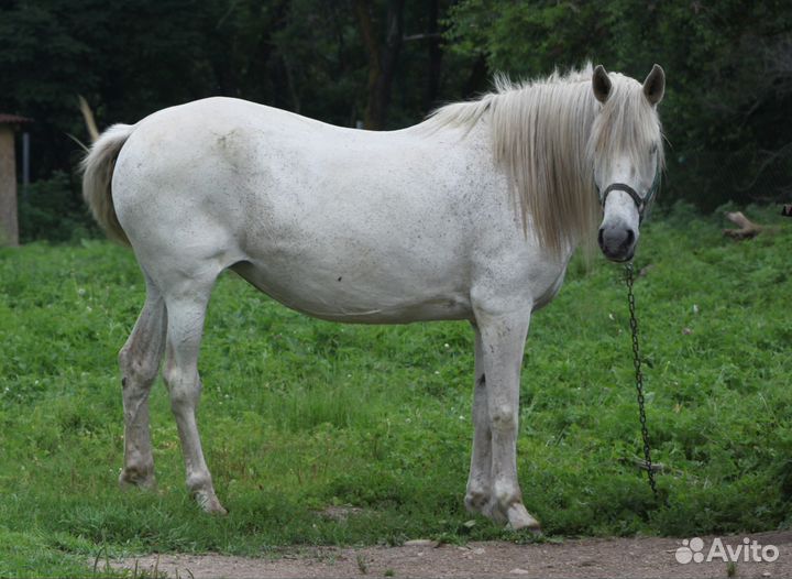 Продам кобылу