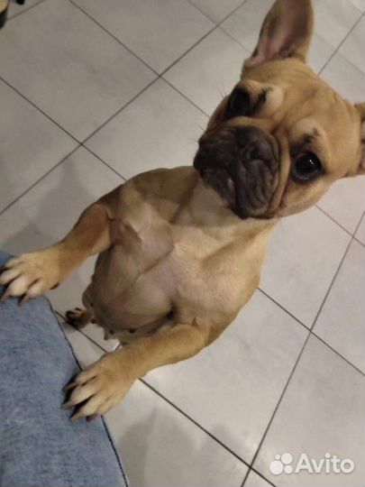 Французский бульдог