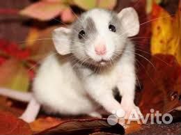 Крыски дамбо