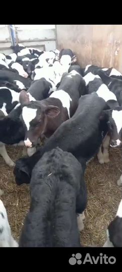 Телята бычки