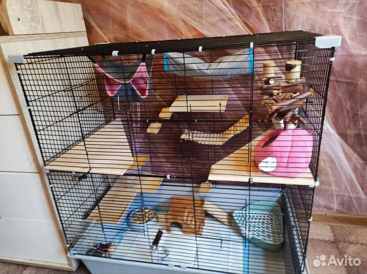 Крыса дамбо