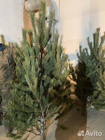 Сосна новогодняя