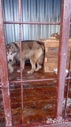 Волчонок,Гибрид, волкособ, вольфхунд, воленд