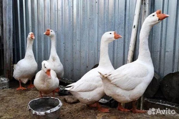 Продаю гусей породы Линда, индоутки