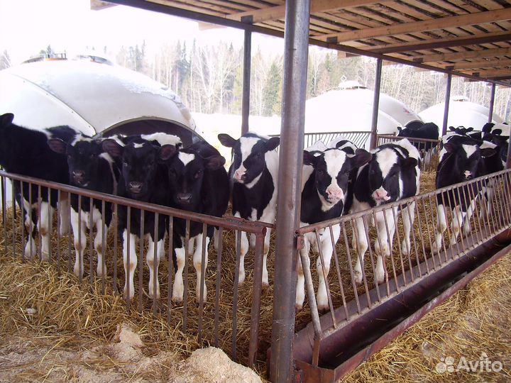 Бычки элитные