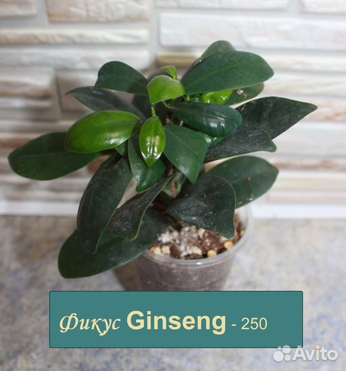 Фикус, колизия, корисса