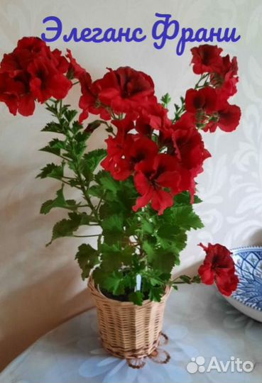 Королевская пеларгония