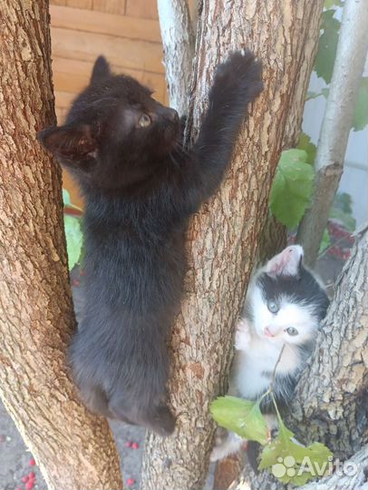 Котята отдам в добрые руки бесплатно