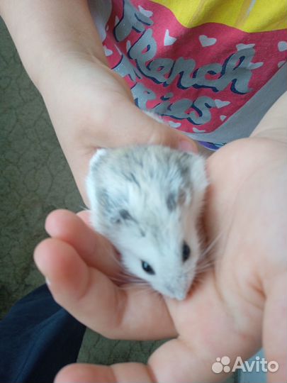 Продам хомяков