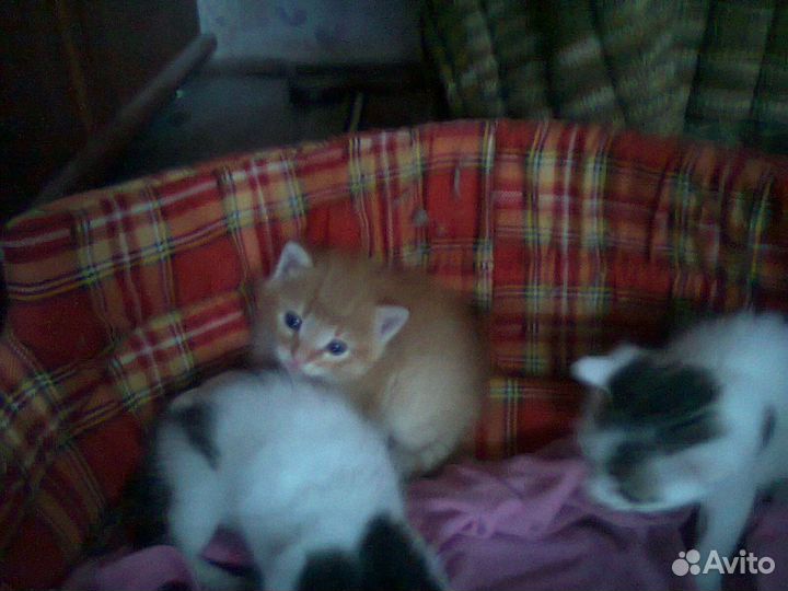 Очаровательные котята с доставкой