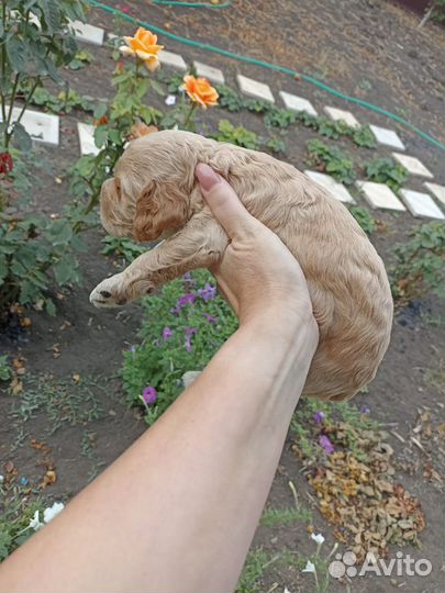 Щенки американского кокер спаниеля