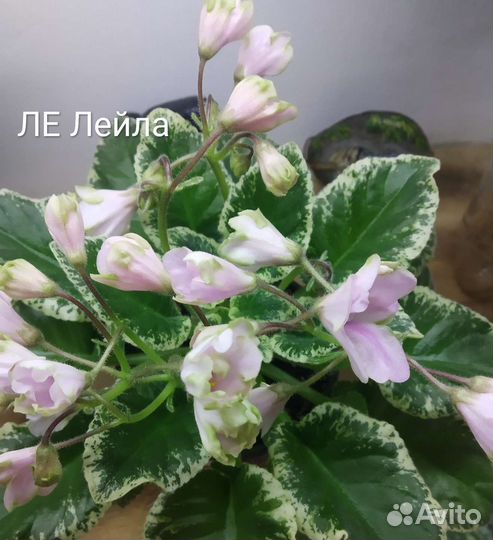 Комнатные фиалки,лист