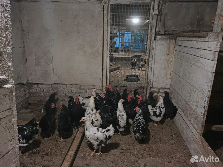 Цесарки, Петухи