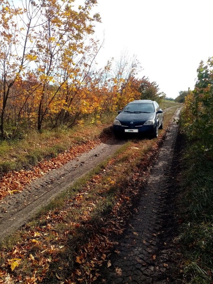 Nissan Primera: фото владельца