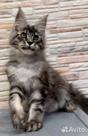 Котята мейн-кун