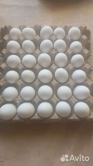 Домашние куриные яйца