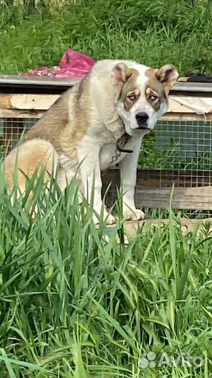 Собака алабай