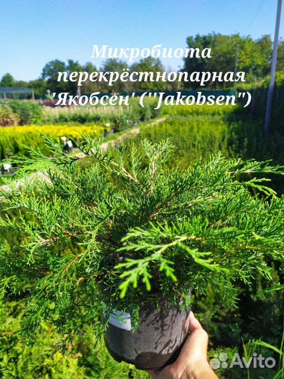 Микробиота