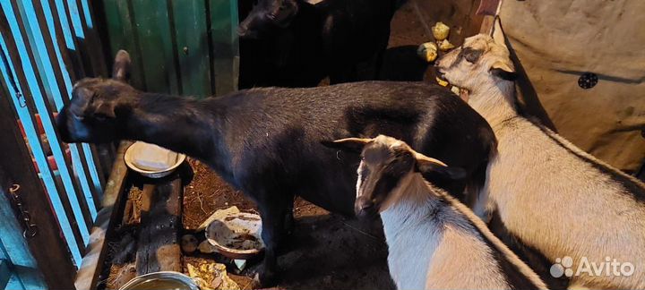 Продажа коз