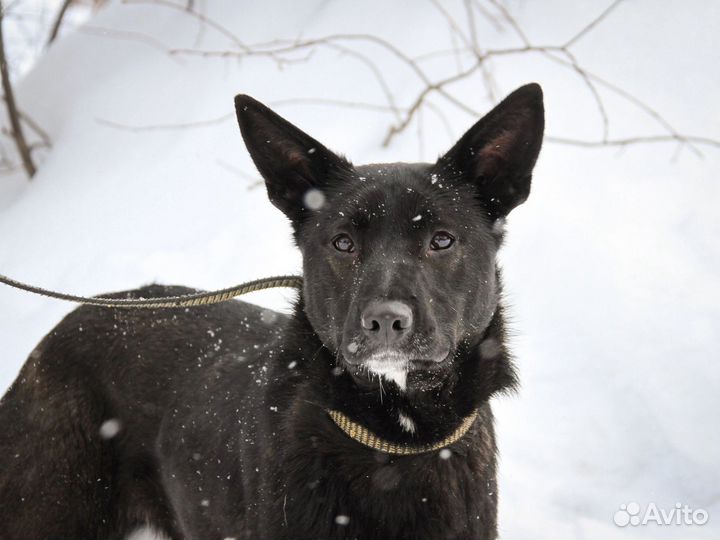 Отдам в добрые руки