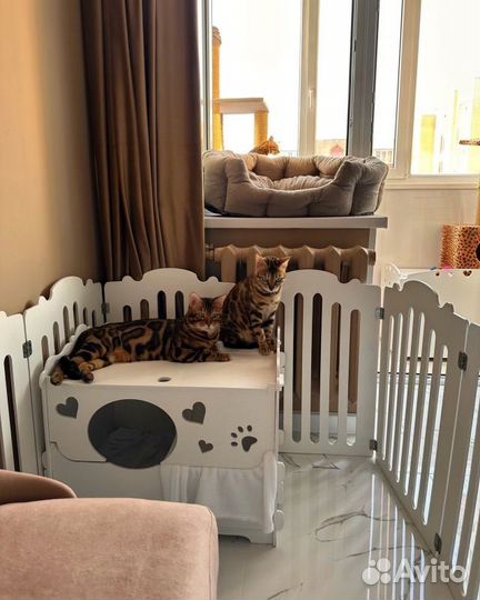 Бенгальский кот