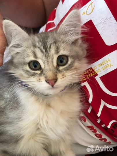 В добрые руки