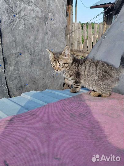 Котенок