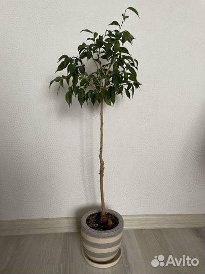 Фикус бенджамина (бывший Сафари)