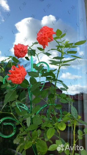 Сортовая комнатная роза