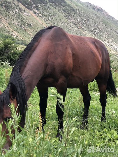 Карачаевский жеребец