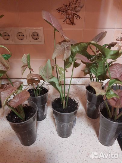 Сингониум неон пинк