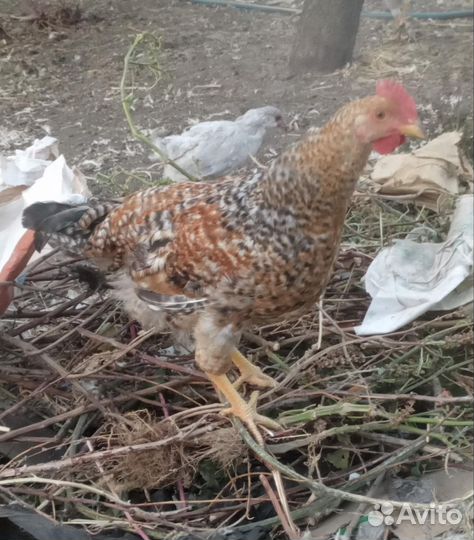 Петушки белифельдер