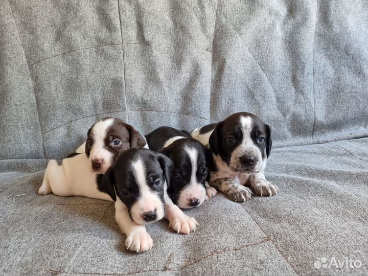 Щенки метисы русского спаниеля и джек рассела