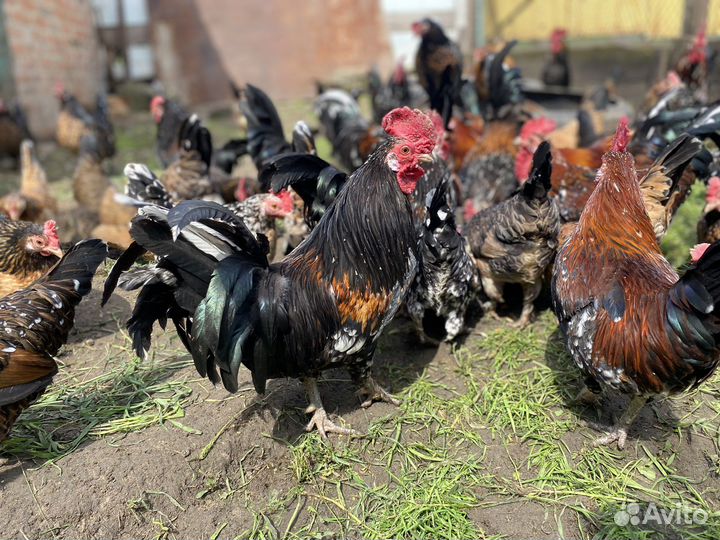 Карликовый петух