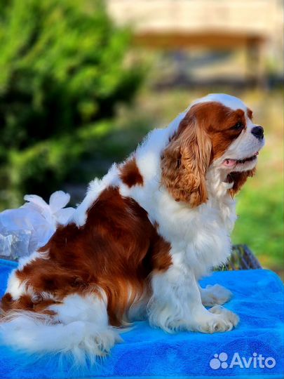 Вязка. Кавалер Кинг Чарльз Спаниель