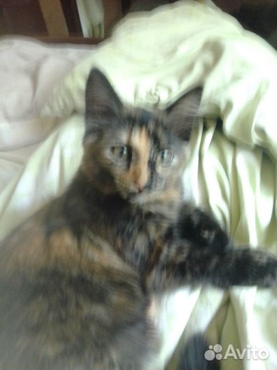 Кошка ищет дом