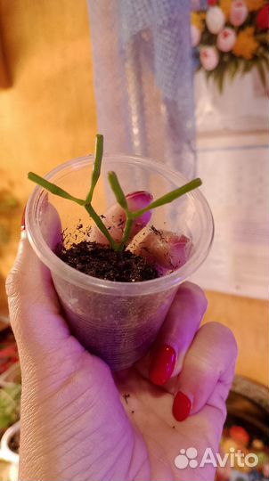 Суккуленты малявочки