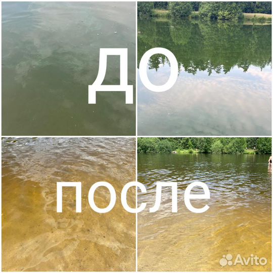 Микроводорсль хлорелла для водоемов и рыбы